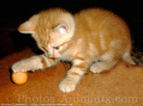 Photo de Chat domestique