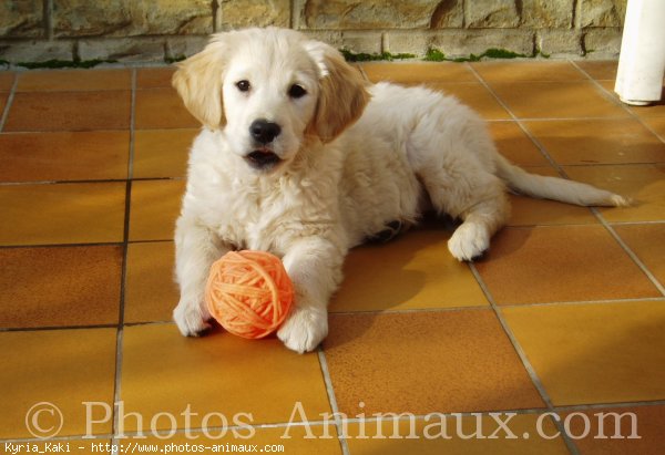 Photo de Golden retriever