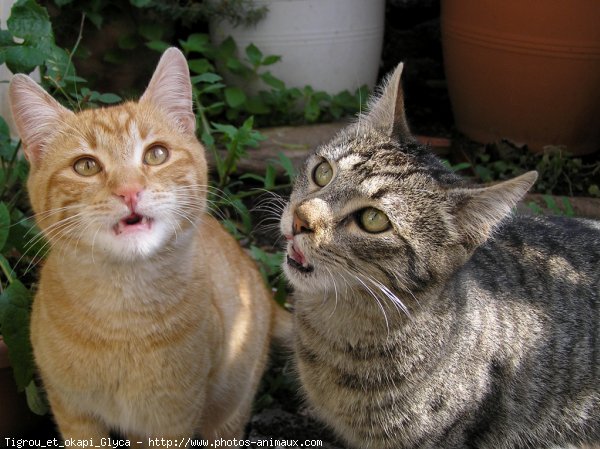 Photo de Chat domestique