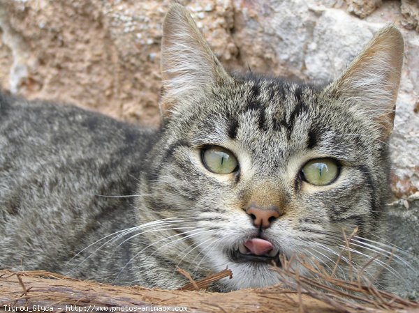 Photo de Chat domestique