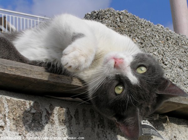 Photo de Chat domestique