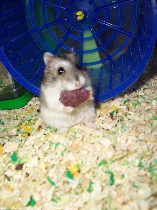 Photo de Hamster