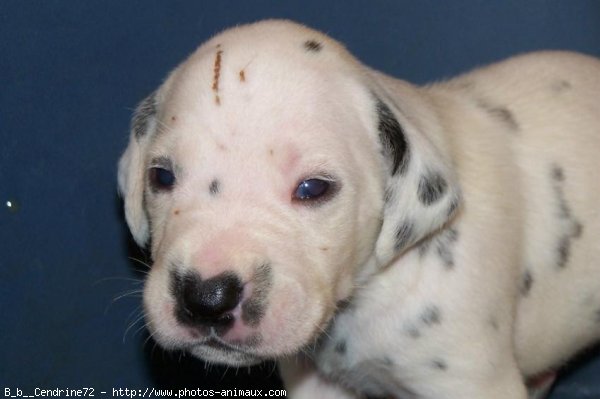 Photo de Dalmatien