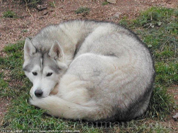 Photo de Husky siberien