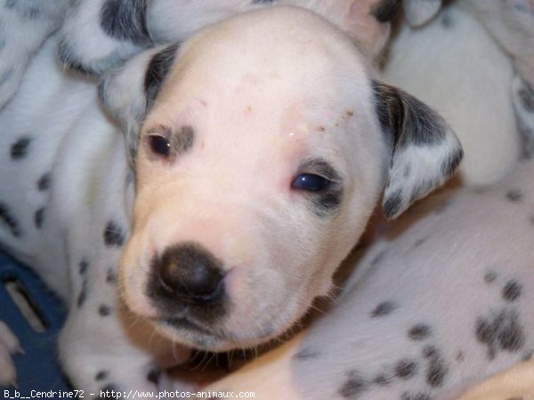 Photo de Dalmatien