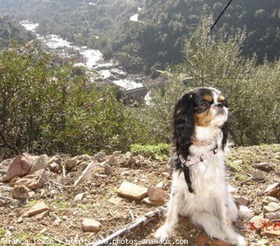 Photo de Cavalier king charles spaniel