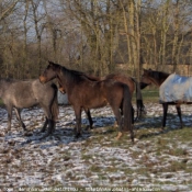 Photo de Races diffrentes