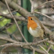 Photo de Rouge gorge