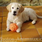 Photo de Golden retriever