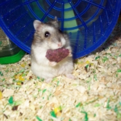 Photo de Hamster