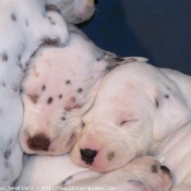 Photo de Dalmatien