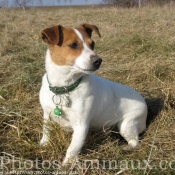 Photo de Jack russell terrier