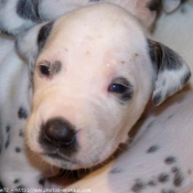 Photo de Dalmatien