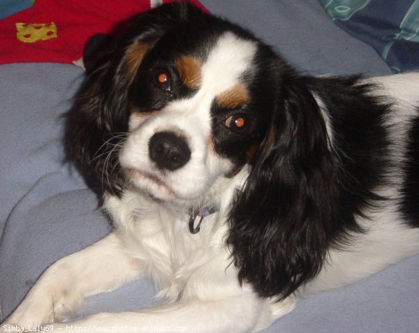 Photo de Cavalier king charles spaniel