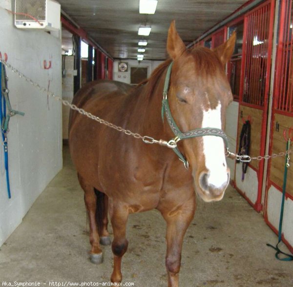 Photo de Quarter horse