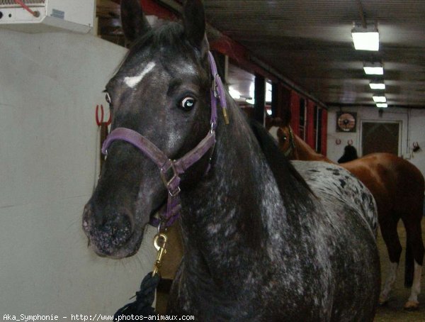 Photo d'Appaloosa