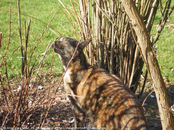 Photo de Chat domestique