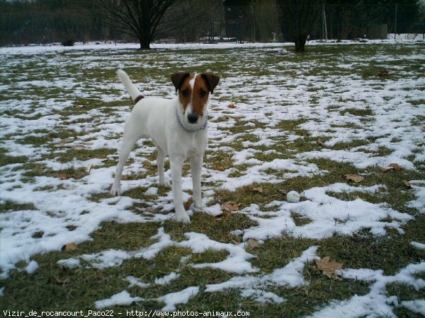 Photo de Fox terrier  poil lisse