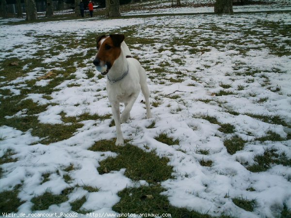 Photo de Fox terrier  poil lisse