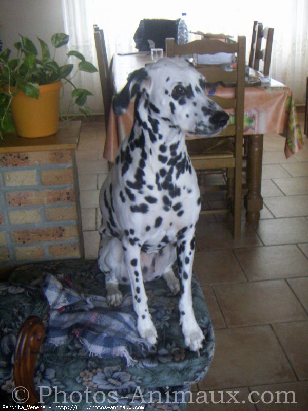 Photo de Dalmatien