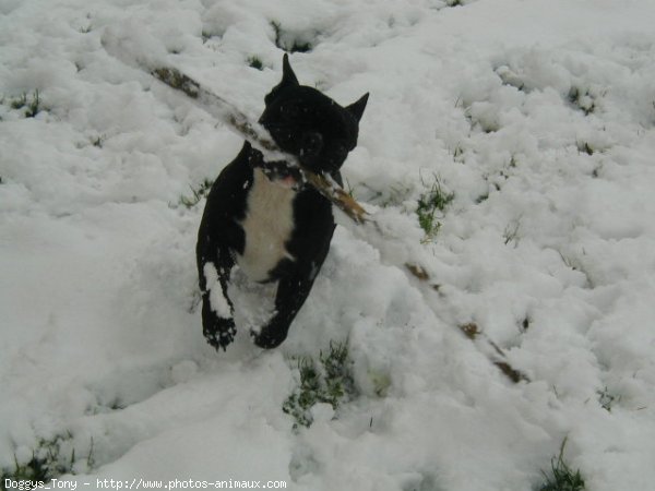 Photo de Bouledogue franais