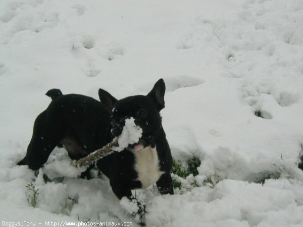 Photo de Bouledogue franais