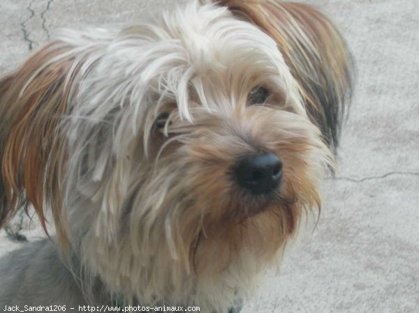 Photo de Yorkshire terrier