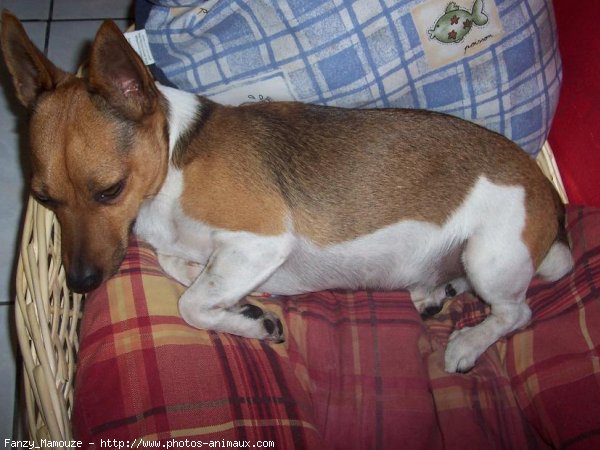 Photo de Jack russell terrier