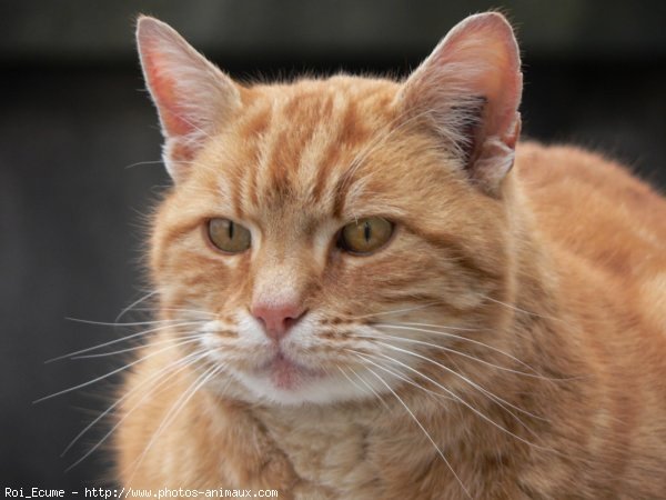 Photo de Chat domestique