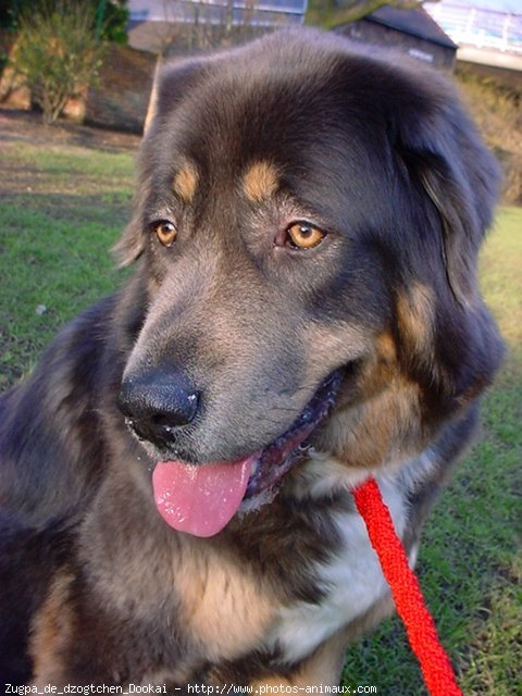 Photo de Dogue du tibet