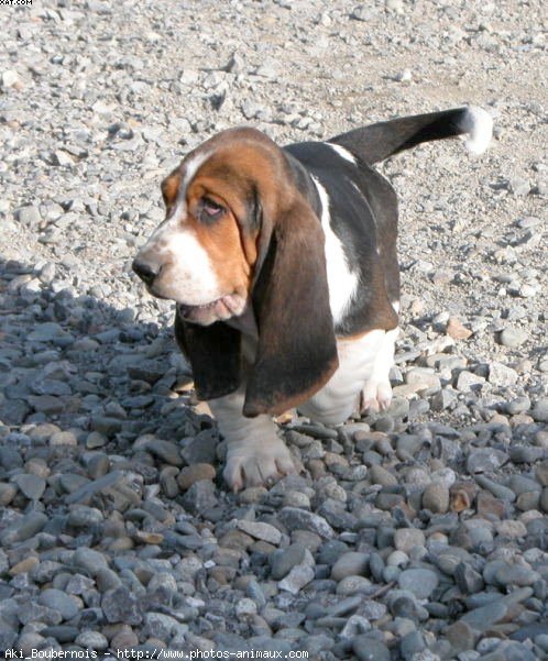 Photo de Basset hound