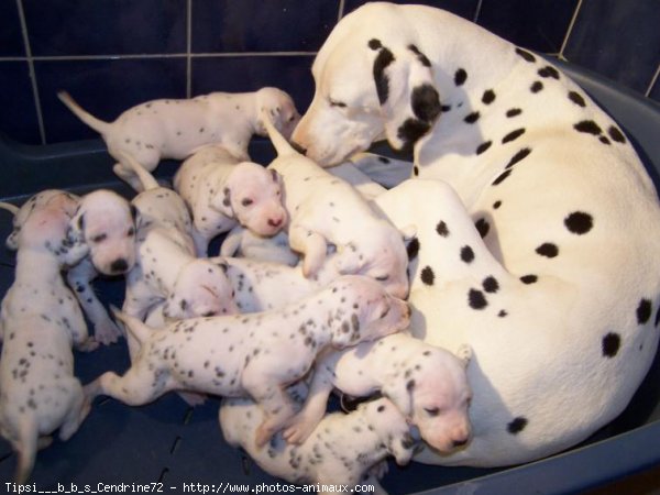 Photo de Dalmatien