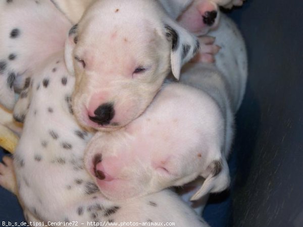 Photo de Dalmatien