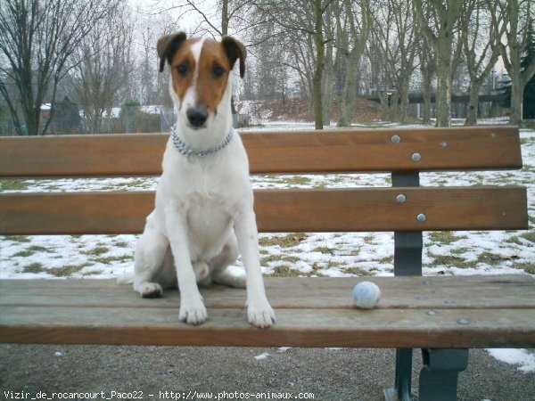 Photo de Fox terrier  poil lisse