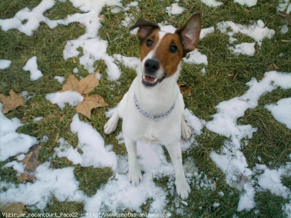 Photo de Fox terrier  poil lisse