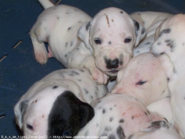 Photo de Dalmatien