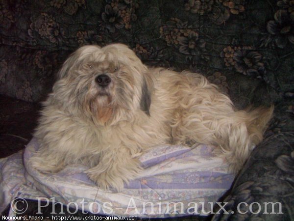 Photo de Lhassa apso