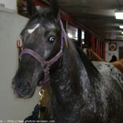 Photo d'Appaloosa