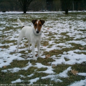 Photo de Fox terrier  poil lisse