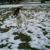 Photo de Fox terrier  poil lisse