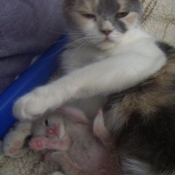 Photo de Scottish fold