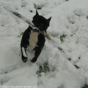 Photo de Bouledogue franais