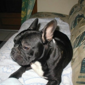 Photo de Bouledogue franais