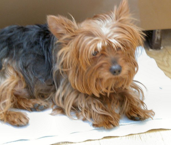 Photo de Yorkshire terrier