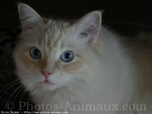 Photo de Ragdoll