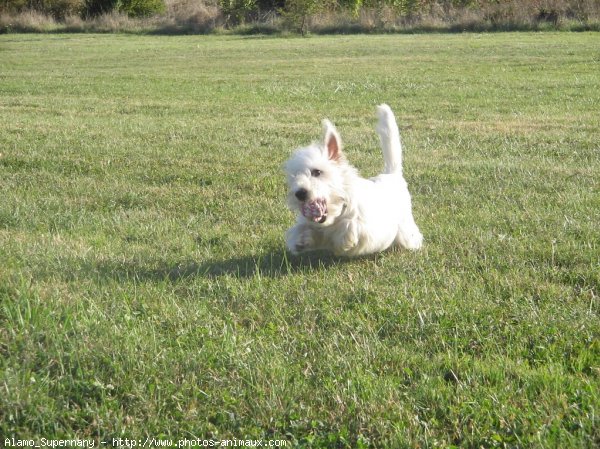 Photo de West highland white terrier