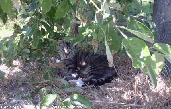 Photo de Chat domestique