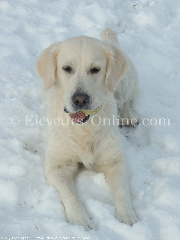 Photo de Golden retriever