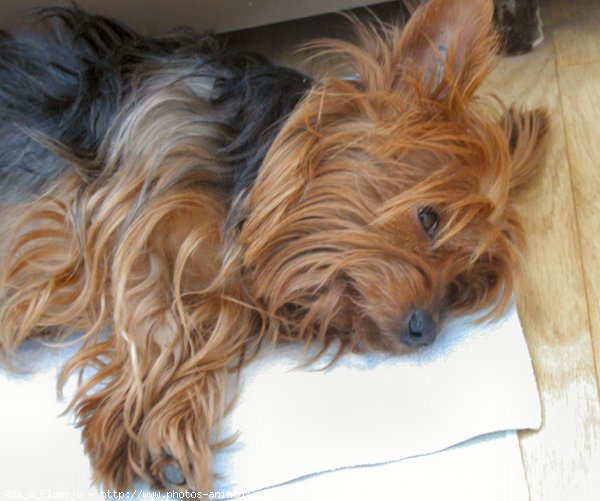 Photo de Yorkshire terrier