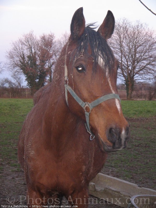 Photo de Trotteur franais